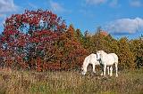 Two White Horses_24131